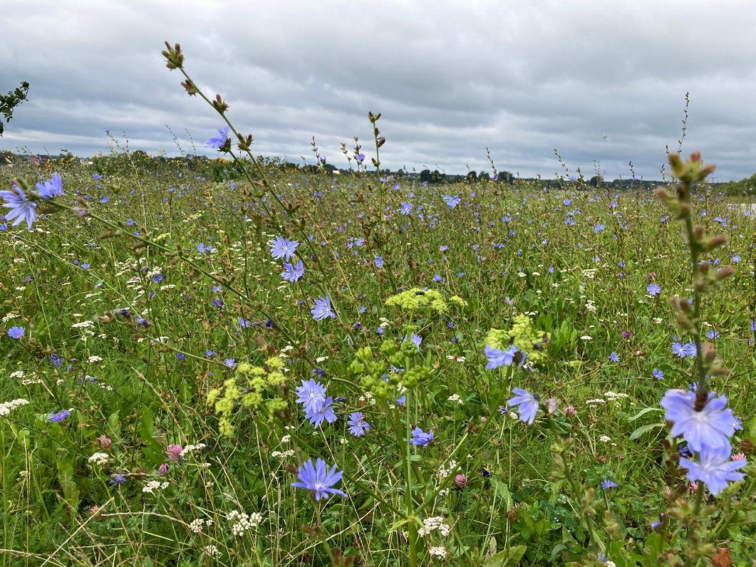 More urban meadows to be set up in Rīga / Article