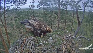 Egg hatches in rare golden eagles' nest in Latvia / Article