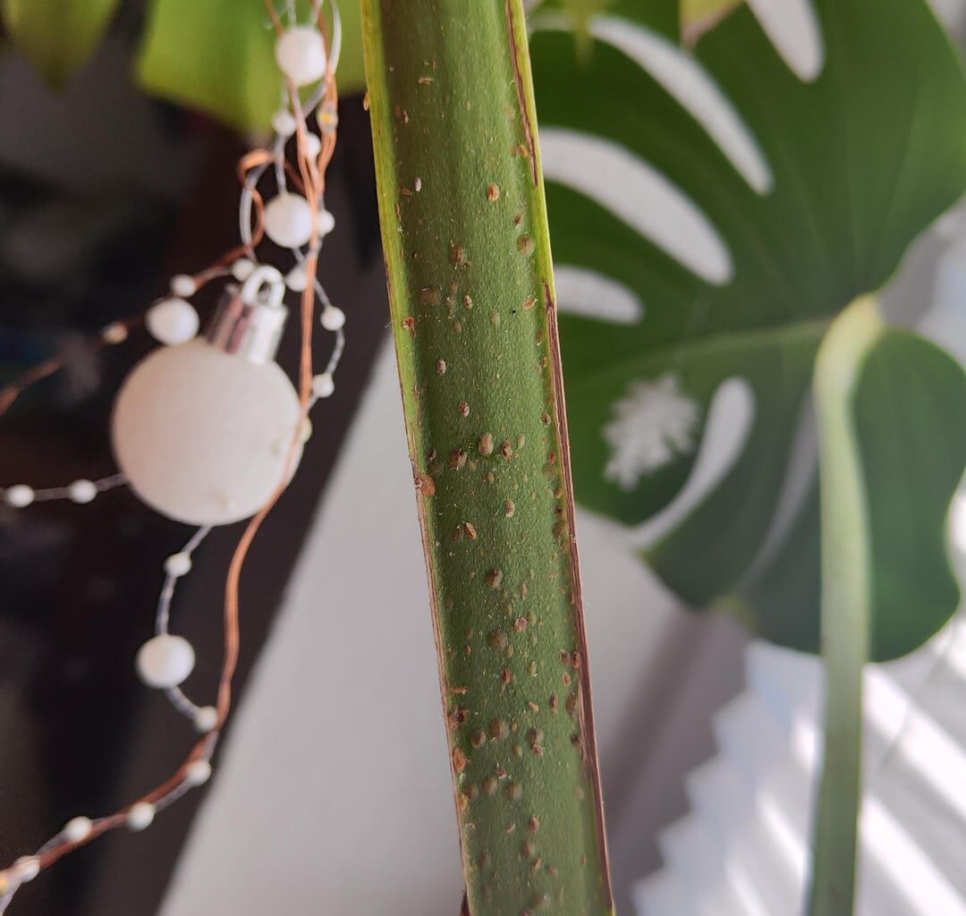 Meine monstera deliciosa versprüht klebriges Zeug, was ist das?