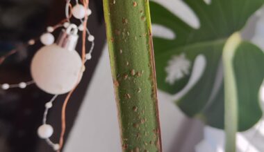 Meine monstera deliciosa versprüht klebriges Zeug, was ist das?