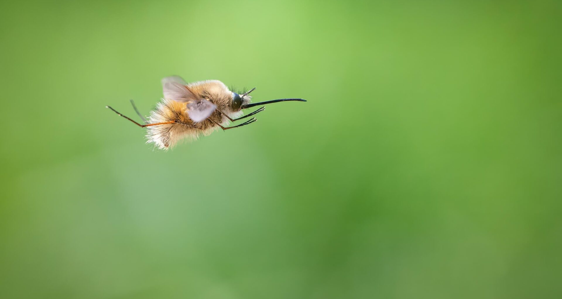 Wollschweber im Flug