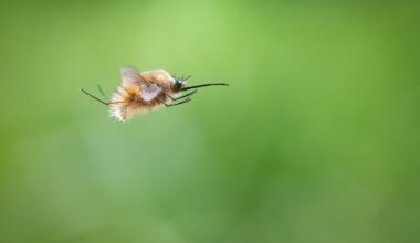 Wollschweber im Flug