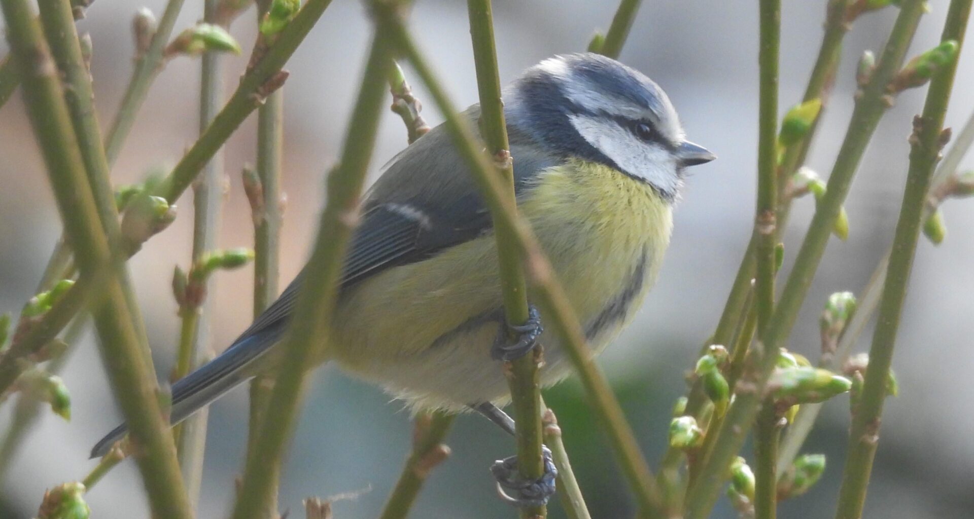 Ein Blaumeisen-Ellipsoid in unserem Garten 🔵🟡