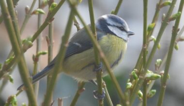Ein Blaumeisen-Ellipsoid in unserem Garten 🔵🟡