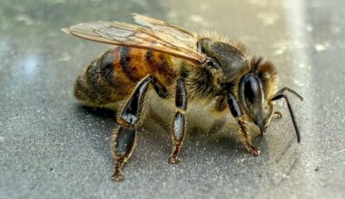 Noch ein hübscher kleiner Freund der mich verunsichert…