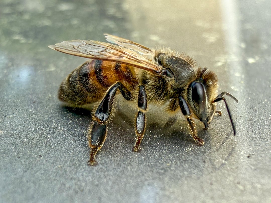 Noch ein hübscher kleiner Freund der mich verunsichert…