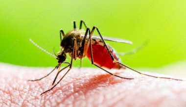 Scientists Warn Yellow Fever Could Spark a Pandemic Worse Than COVID-19