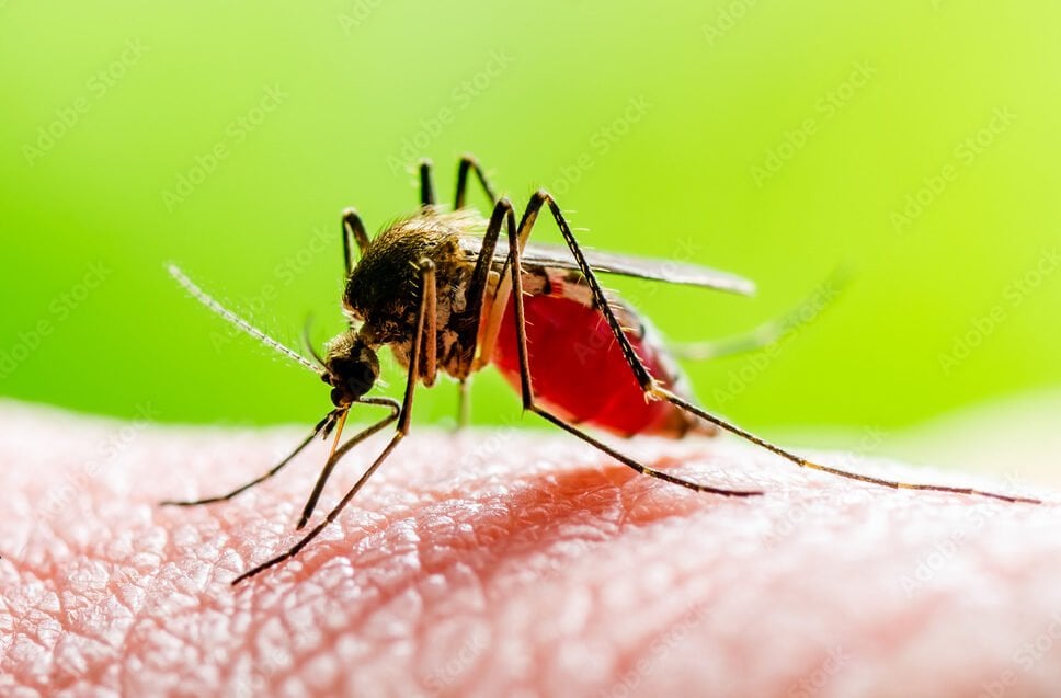 Scientists Warn Yellow Fever Could Spark a Pandemic Worse Than COVID-19