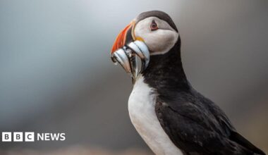 A record number of puffins have been recorded on a small island off the Pembrokeshire coast, despite global populations declining rapidly.