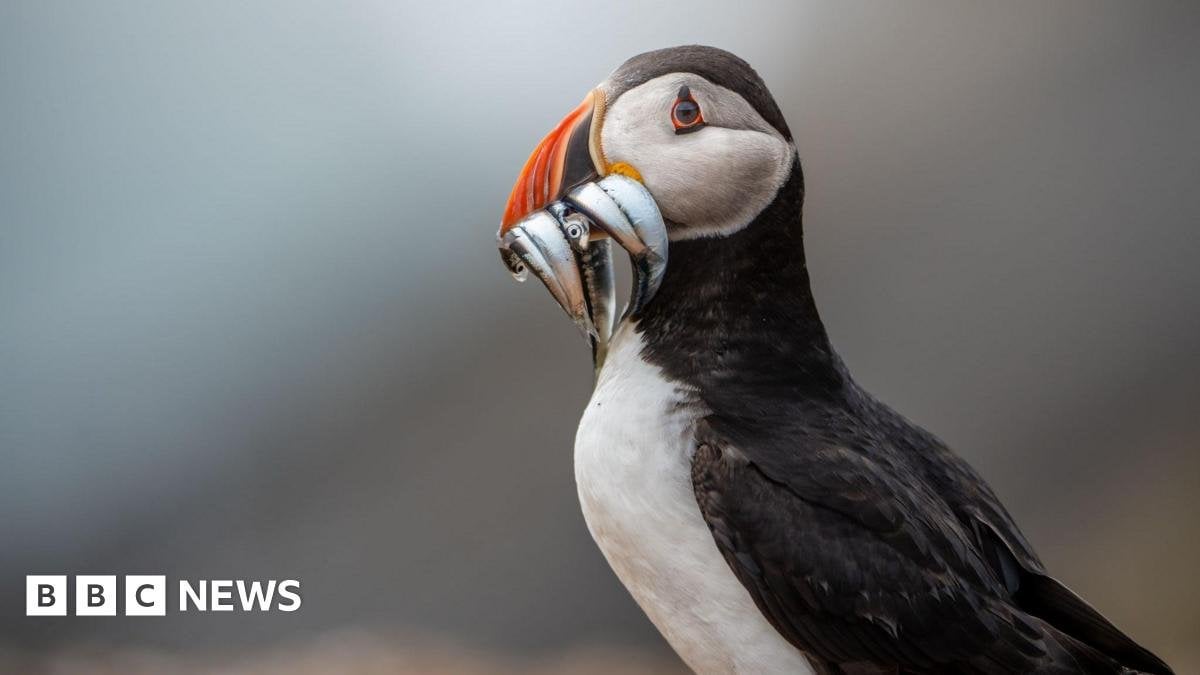 A record number of puffins have been recorded on a small island off the Pembrokeshire coast, despite global populations declining rapidly.