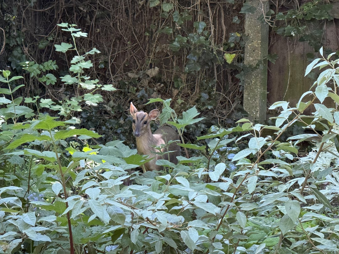 Things I’ve seen in my garden this last two weeks.