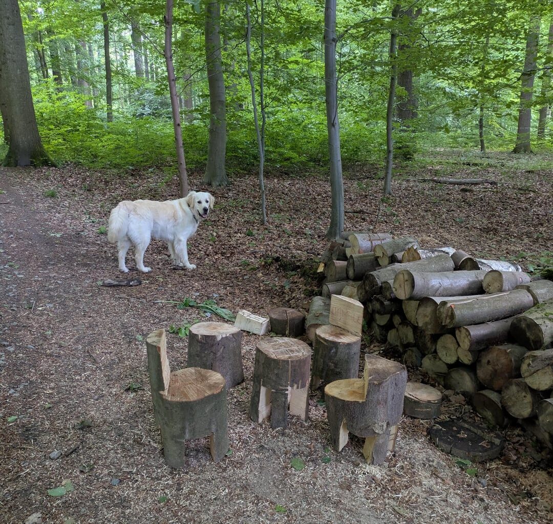 This little furniture set I found while walking my dog in the Sonian Forest.