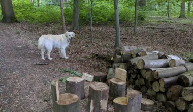 This little furniture set I found while walking my dog in the Sonian Forest.