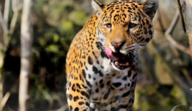 Animal welfare rules in British zoos set for major overhaul