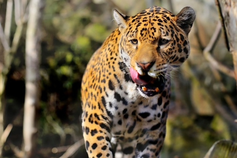 Animal welfare rules in British zoos set for major overhaul