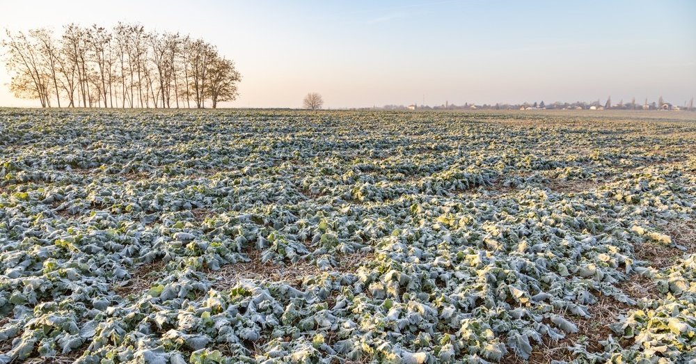 Meteorologai paskelbė, kur buvo stipriausios šalnos
