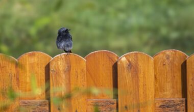 Hausrotschwanz / Höckerschwan / Graureiher / Kormoran / Bonus: Mauer-Eidechse