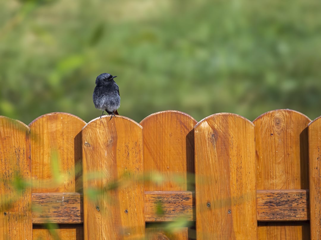 Hausrotschwanz / Höckerschwan / Graureiher / Kormoran / Bonus: Mauer-Eidechse