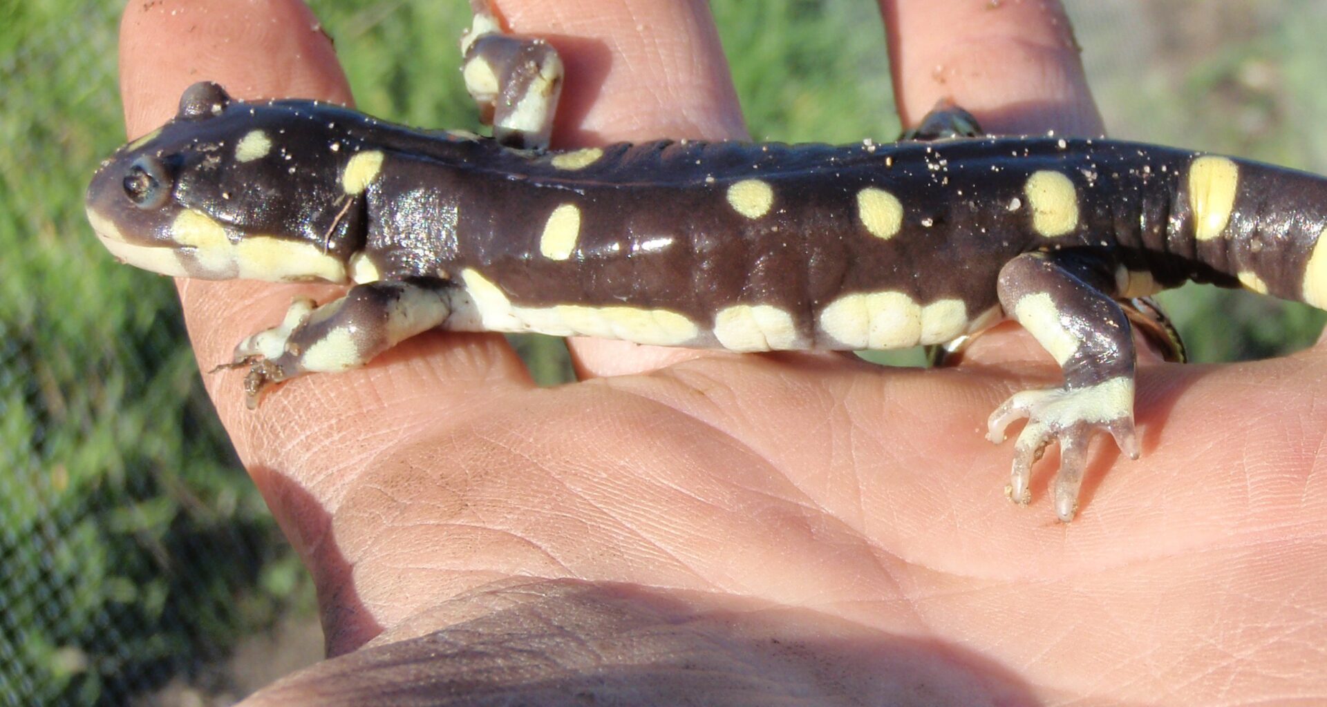 Science Pub: Sensitive Amphibians of California