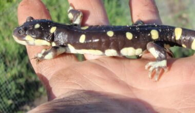 Science Pub: Sensitive Amphibians of California