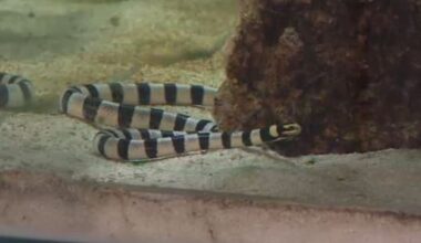 Yellow-bellied sea snake washes up near Great Barrier Island