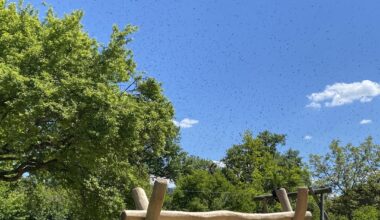 Herrenloser Bienenschwarm?