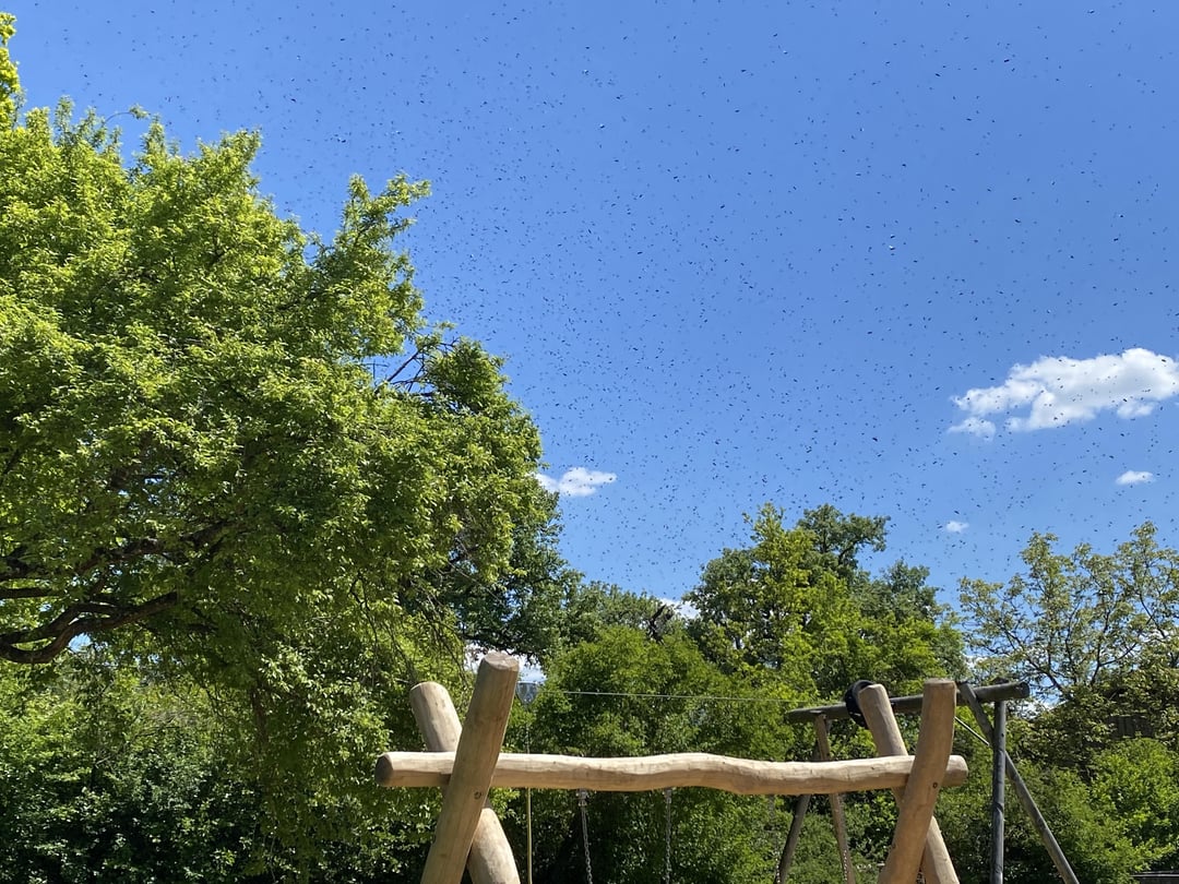 Herrenloser Bienenschwarm?