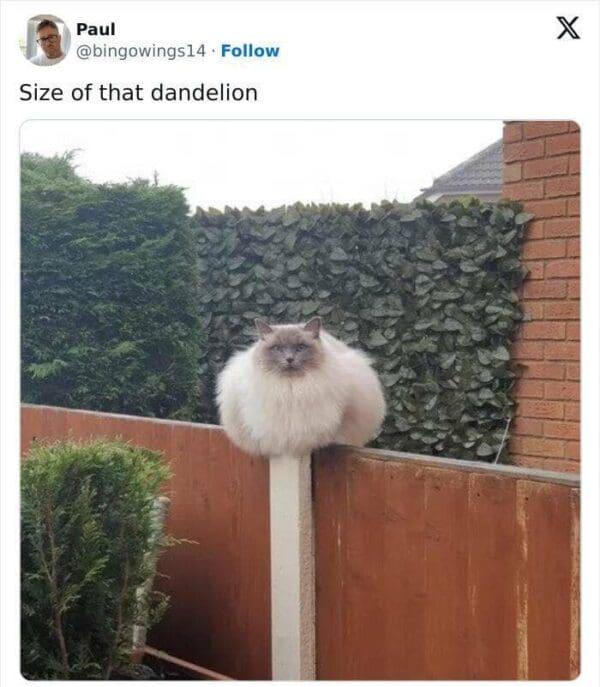 lol