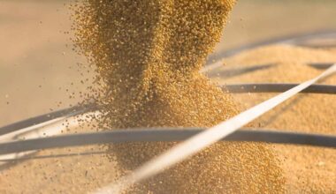 Brazil’s May Soy Exports Could Drop as Trade War, Large Crop Extend Season