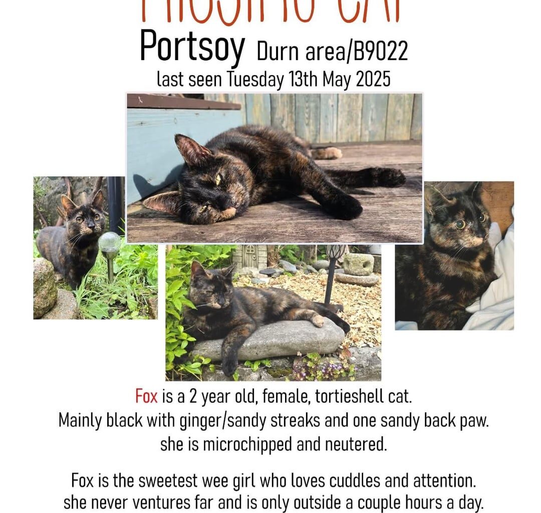 MISSING CAT - NORTH EAST. Urgent appeal