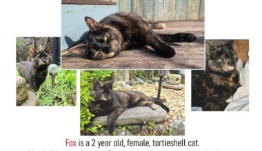 MISSING CAT - NORTH EAST. Urgent appeal