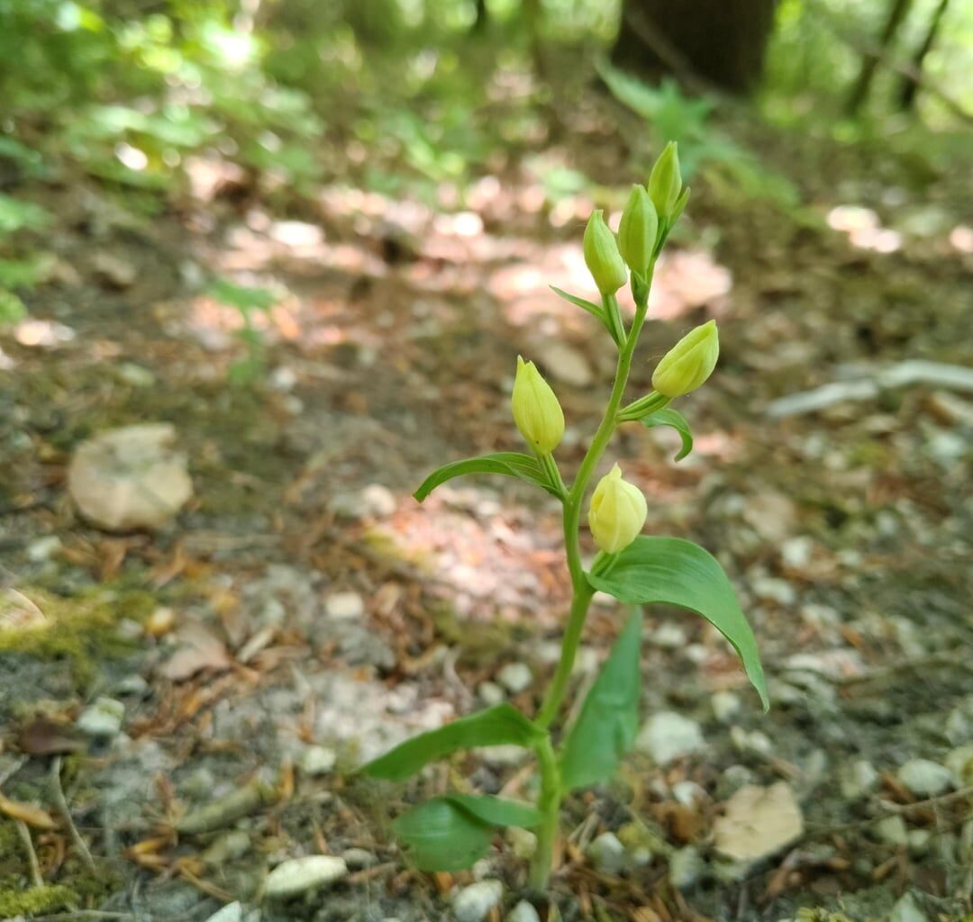 5 einheimische Orchideen auf der Schwäbischen Alb