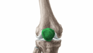 Patella