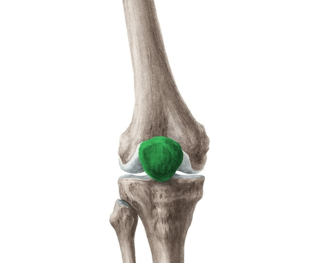 Patella
