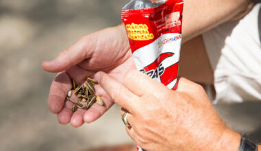 A man shelling 'pipas' (sunflower seeds) in Retiro Park, Madrid, Spain