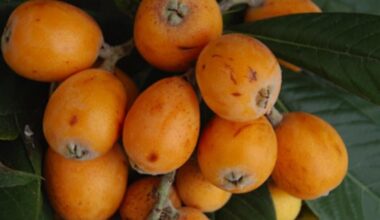 Where to buy Mispel/Loquat