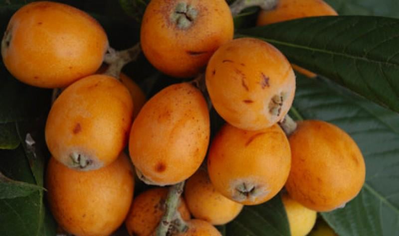 Where to buy Mispel/Loquat