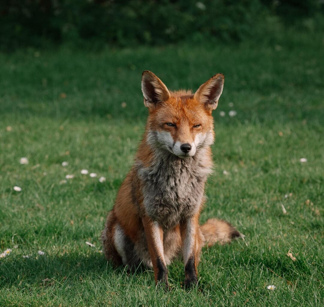 The Foxes of Kew Gardens