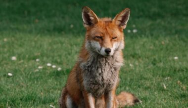 The Foxes of Kew Gardens
