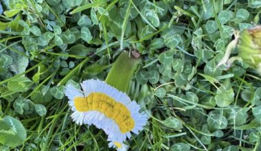 Gänseblümchen ☀️