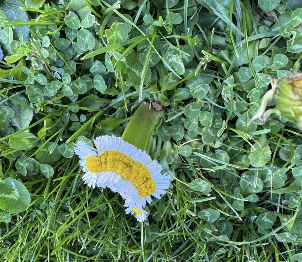 Gänseblümchen ☀️