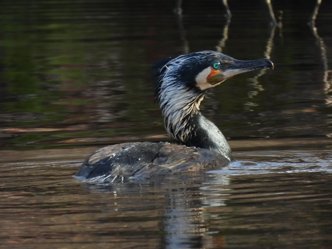 Ein paar Kormoran-Bilder 😊