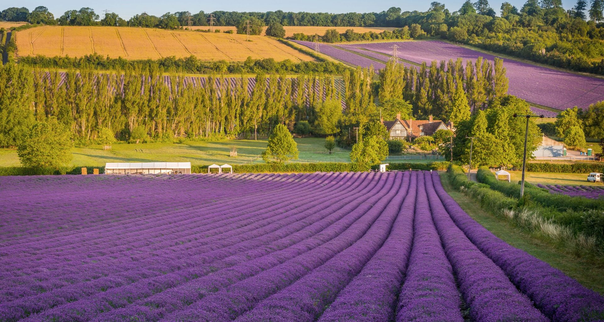 8 Beautiful Lavender Fields in the UK Blooming This Summer