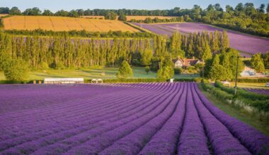 8 Beautiful Lavender Fields in the UK Blooming This Summer