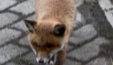 Kleiner Fuchs zugelaufen