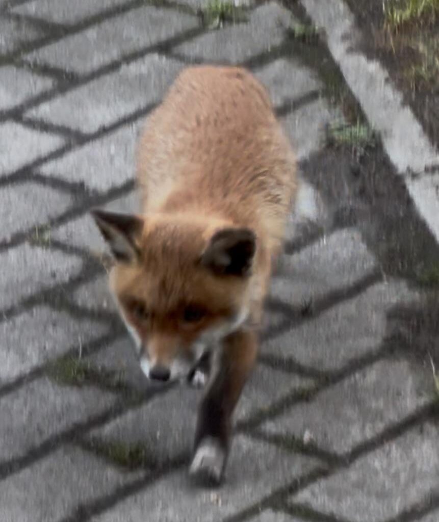 Kleiner Fuchs zugelaufen