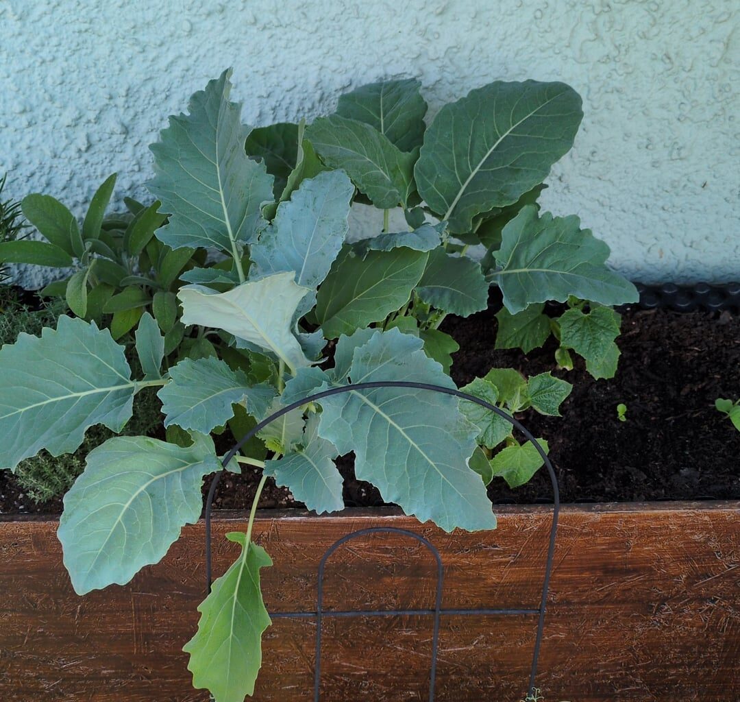 Kohlrabi zu nah gepflanzt