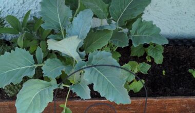 Kohlrabi zu nah gepflanzt
