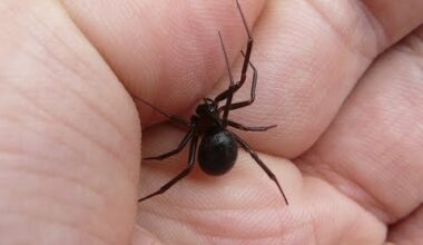 Actual facts to educate people on our native spiders.