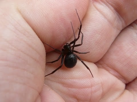 Actual facts to educate people on our native spiders.